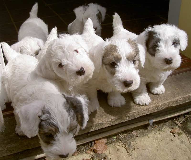 Skye Terrier Puppies Pictures